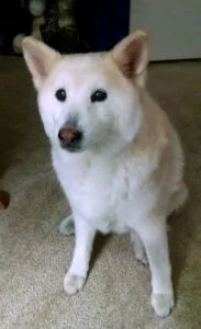 cream shiba Fox