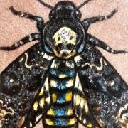 Death’s-Head Moth on Sandstone