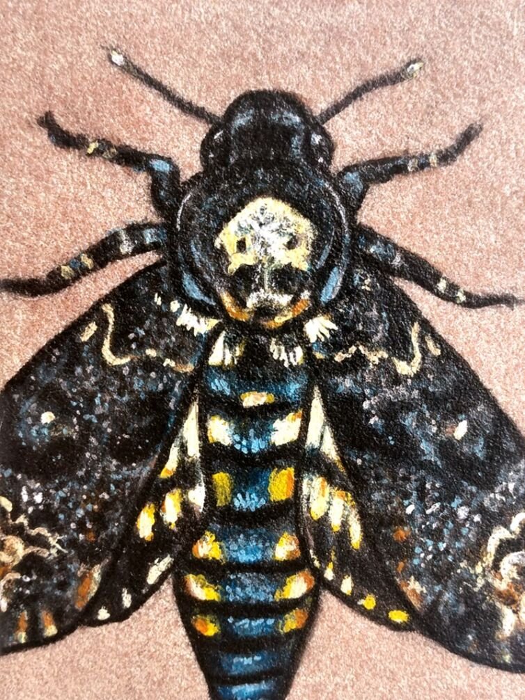 Death’s-Head Moth on Sandstone