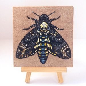 deaths-head-moth-on-sandstone-ryanne-levin-art