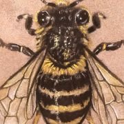 Honey Bee on Sandstone