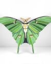 Luna Moth Panel