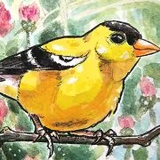 american-golfinch-thistles-details_ryanne-levin-art