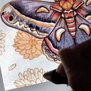 cecropia-moth-wip-2_Ryanne-levin-art